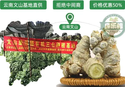 文山七农阿霞基地实拍
