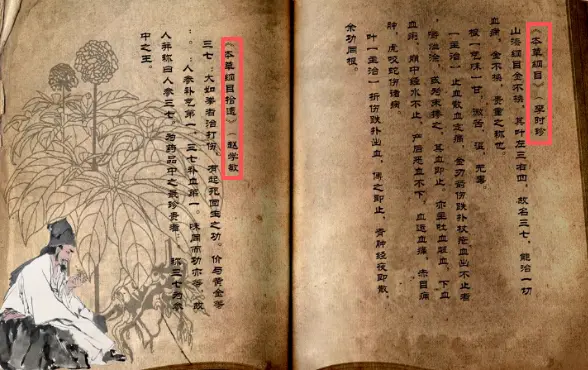 南国神草三七