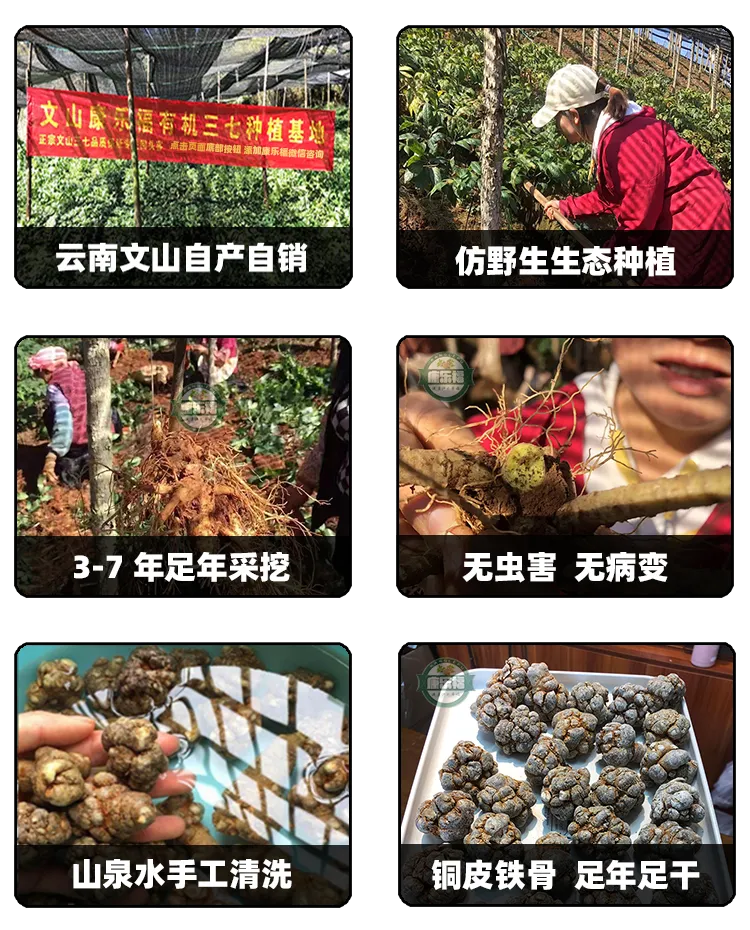 生态好三七