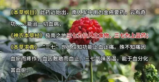 三七植株花叶